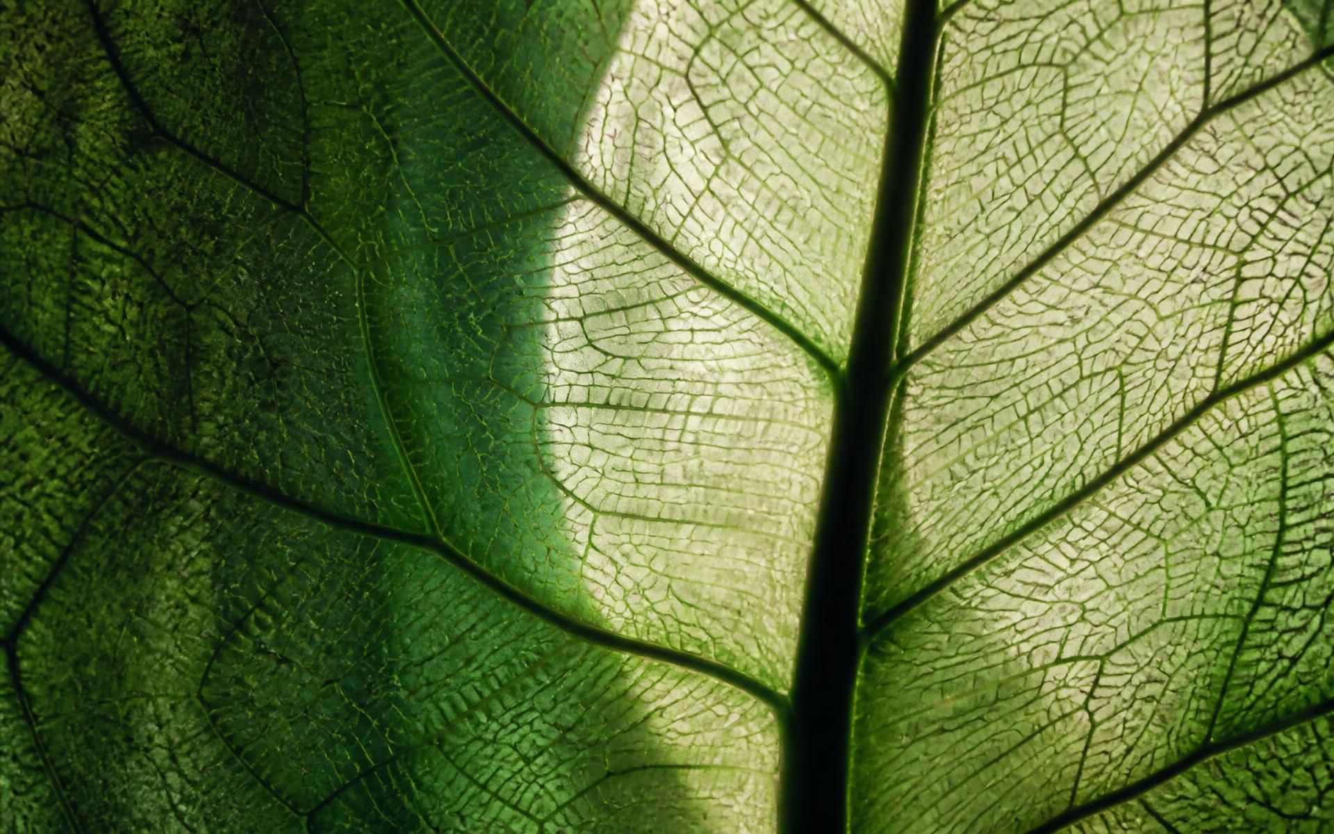 Macro study of leaf venation — the structure of a living system